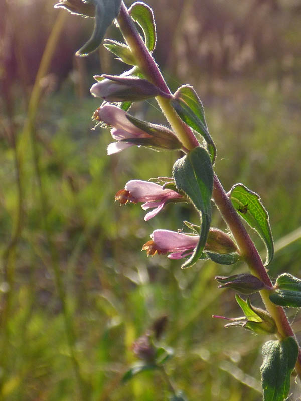 Odontites vernus